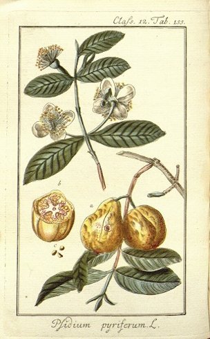 Psidium guajava L.