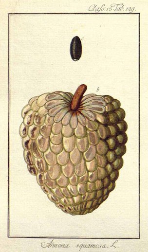 Annona squamosa L.