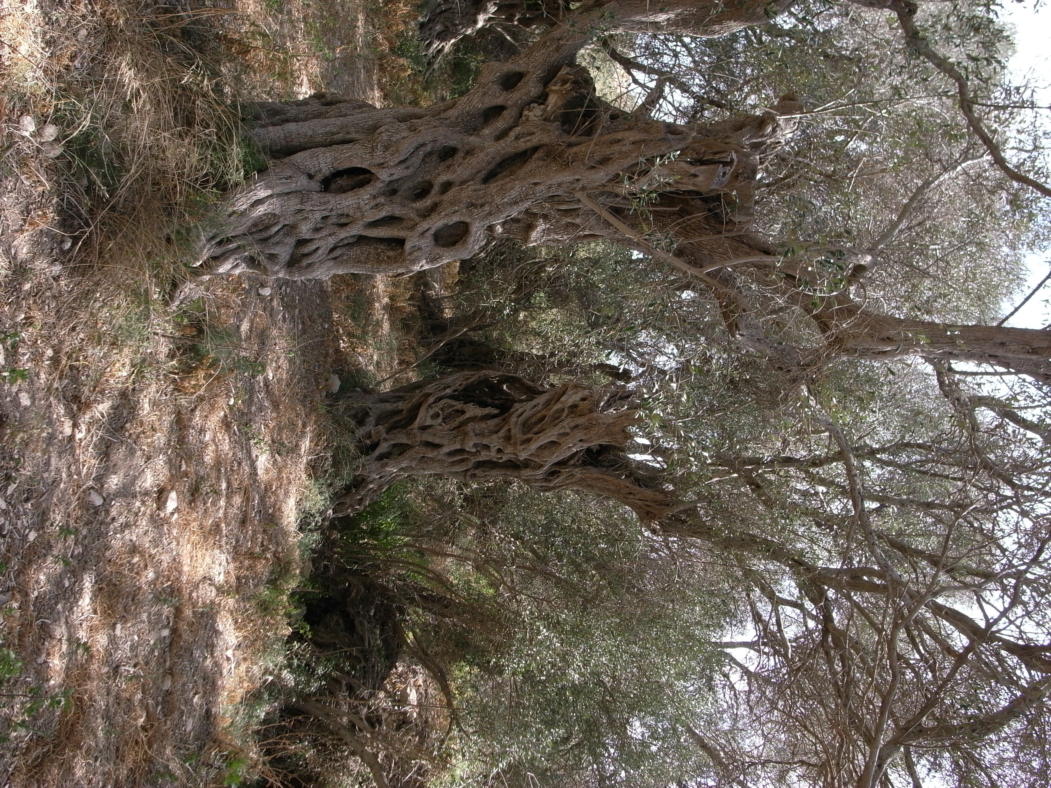 Severe Over Pruning on Date Palm