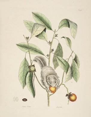 Diospyros virginiana L.