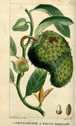 Annona muriticata