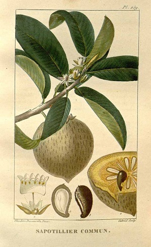 Manilkara zapota (L.) P.Royen [as Sapota achras Miller]