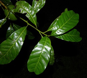 Leaf habit