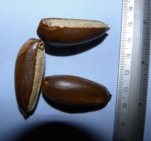 Seeds