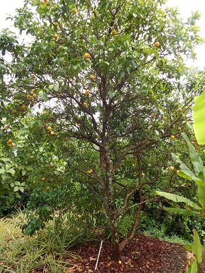 Tree habit