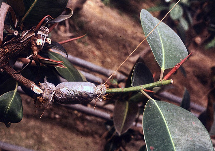 Air layering of Ficus decora