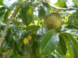 Mountain Soursop, Annona montana, Haiti