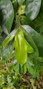 Annona montana, Martinique.