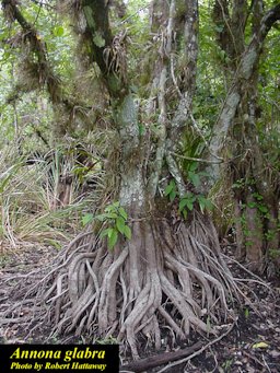 Annona glabra