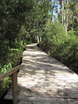 Annona glabra (Pond apple), tree hanging over boardwalk, Loxahatchee National Wildlife Refuge, Florida