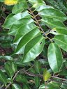 Pond Apple, Annona glabra, Heron Point Dr, Naples, FL, US"