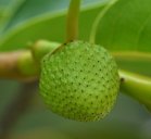 Annona glabra