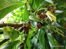 Wild Sweetsop, Annona reticulata