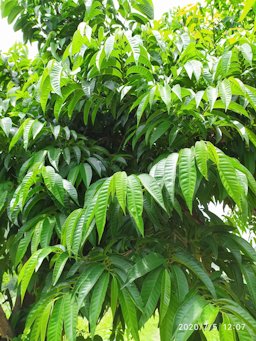 Wild Sweetsop, Annona reticulata. West, NP, Nepal