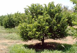 Sugar-apple plantation, Bahia, Brazil