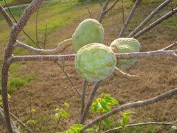 Wild Sweetsop, Annona reticulata. Accra, Ghana