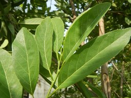 Atis (fruit) Bayabas Guava (Philippines)