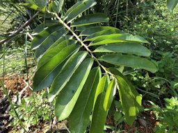 Leaf habit, Ecuador