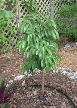 Newly planted seedling