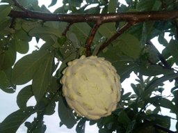 Ilama Annona macroprophyllata, Guerrero, Mexico