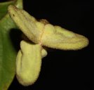 Rollinia deliciosa