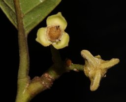 Rollinia deliciosa