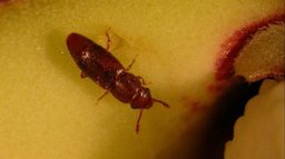 Sap beetle entering an atemoya flower.