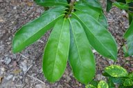 Annona leaves