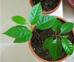 Two 6-week custard apple seedlings, Chapel Hill, North Carolina