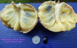 Annona scleroderma