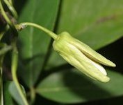 Annona squamosa (Custard Apple) flower in Hyderabad