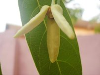 Annona reticulata flower, male stage