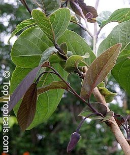 Leaves and flowers