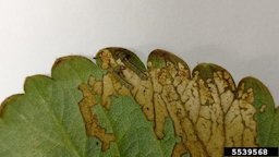 Southern armyworm (Spodoptera eridania ) on strawberry