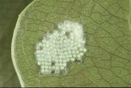 Eggs of southern armyworm, Spodoptera eridania (Stoll)