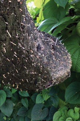 Sawdust tubes on trunk