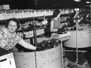 Women packing avocados in the Lucerne Packing House, Homestead