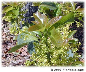 The avocado's tiny blossoms are held on branched stalks and appear at the same time as new foliage.