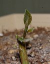 A young (2 weeks old) avocado sprout