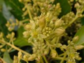 Avocado inflorescence during the midday cross-over period