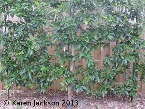 Avocado tree espaliered