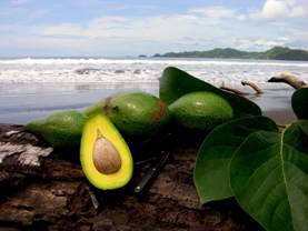 Avocado, Growing,Recipes