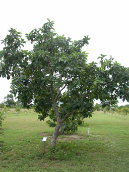 Persea americana Mill. 'Choquette'