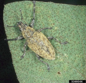 Avocado Weevil