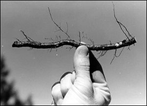 Root Cutting