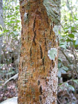 Achacha Garcinia humilis, James Hill, Jamaica.