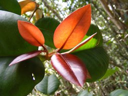 Achacha Garcinia humilis, James Hill, Jamaica