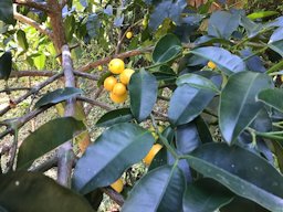 Garcinia brasiliensis. Peru