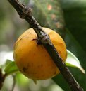 Achacha Garcinia humilis, James Hill, Jamaica.