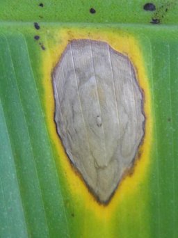 Cordana leaf spot of banana